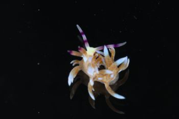 Media type: image;   Malacology 393738 Description: live specimen;